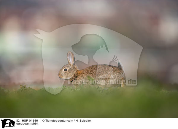 Wildkaninchen / european rabbit / HSP-01346