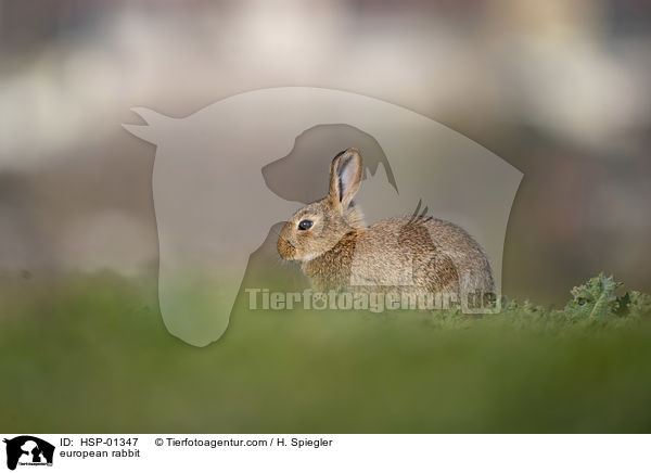Wildkaninchen / european rabbit / HSP-01347