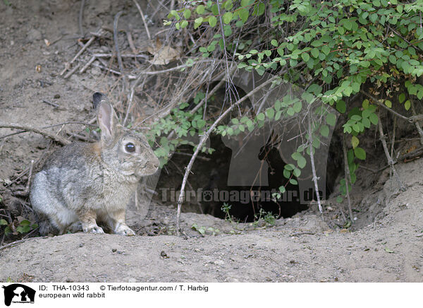 Wildkaninchen / european wild rabbit / THA-10343