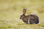 rabbit