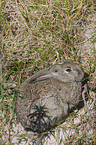 european rabbit