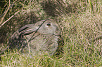 european rabbit