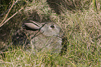 european rabbit