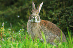 european rabbit