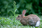 european wild rabbit