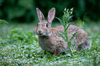 european wild rabbit