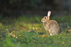 european rabbit