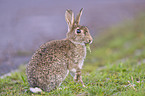 european rabbit