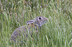 european rabbit