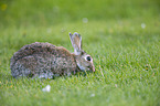 european rabbit