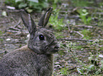 European Rabbit portrait