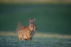 european rabbit