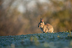 european rabbit