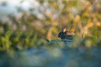 european rabbit