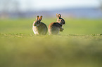 european rabbit