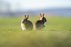 european rabbit