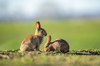 european rabbit