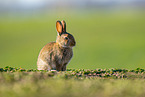 european rabbit