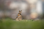 european rabbit