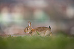 european rabbit