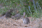european wild rabbit