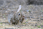 european wild rabbit