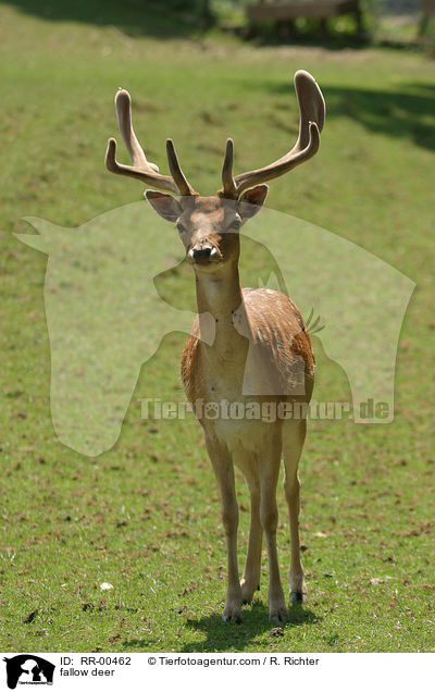 Damwild / fallow deer / RR-00462