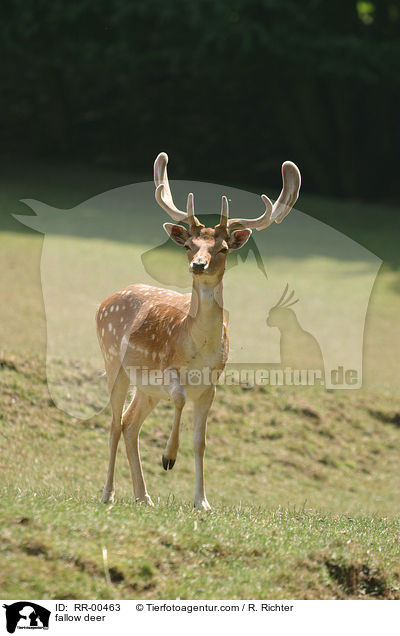 fallow deer / RR-00463