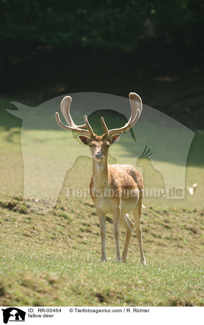 Damwild / fallow deer / RR-00464