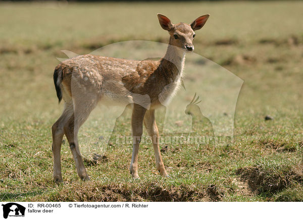 fallow deer / RR-00465