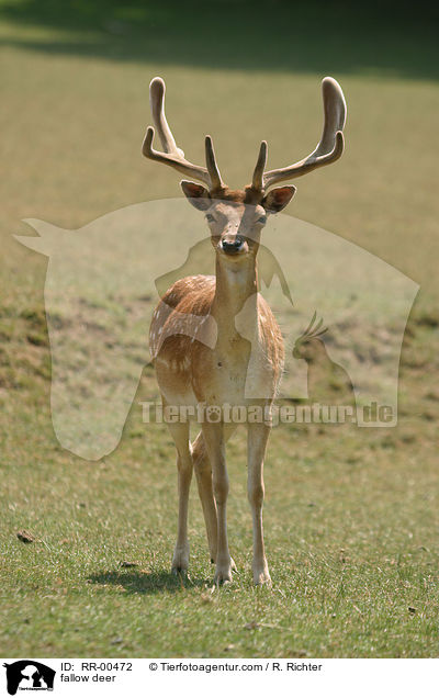 Damhirsch / fallow deer / RR-00472