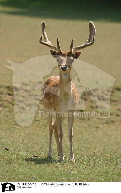 fallow deer / RR-00472