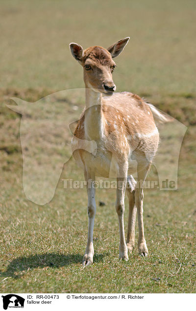 Damwild / fallow deer / RR-00473