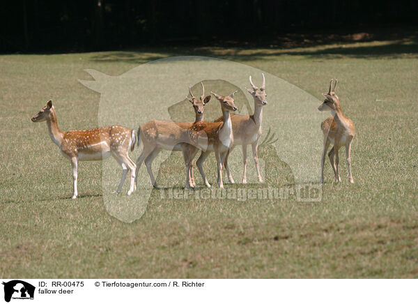 Damwild / fallow deer / RR-00475