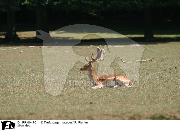 Damwild / fallow deer / RR-00476