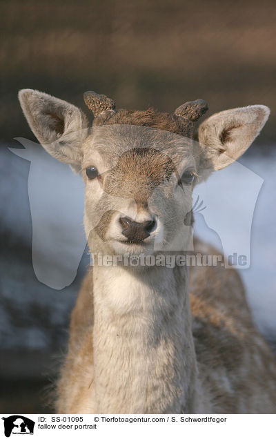 Damhirsch Portrait / fallow deer portrait / SS-01095