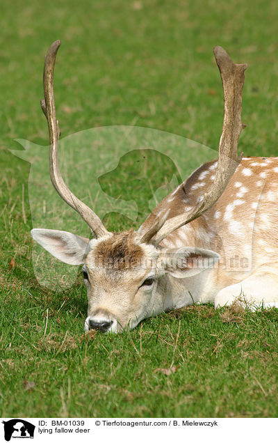 liegender Damhirsch / lying fallow deer / BM-01039