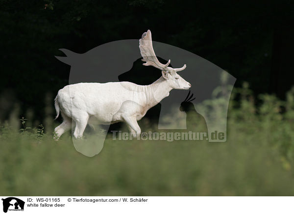 Weier Damhirsch / white fallow deer / WS-01165