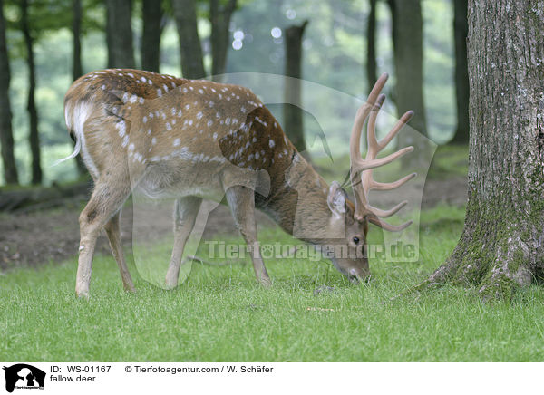 Damhirsch beim Fressen / fallow deer / WS-01167