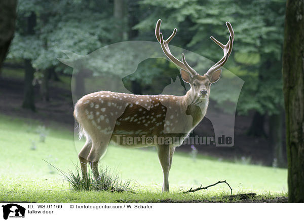 Damhirsch am Waldrand stehend / fallow deer / WS-01169