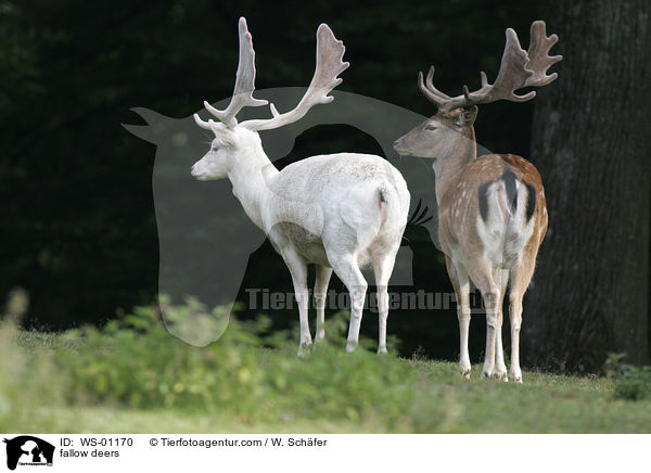 Zwei Damhirsche auf einer Wiese / fallow deers / WS-01170