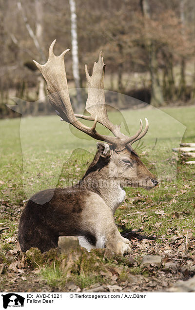 Damhirsch / Fallow Deer / AVD-01221