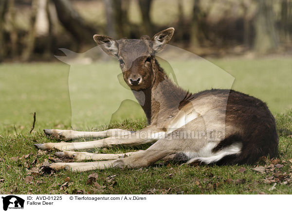 Damhirsch / Fallow Deer / AVD-01225