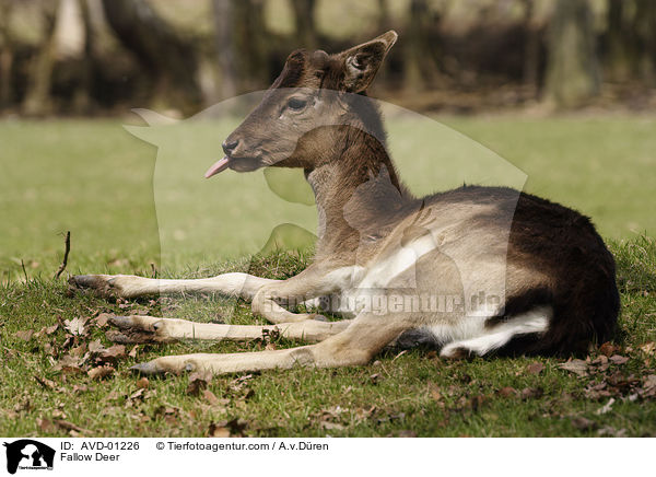 Damhirsch / Fallow Deer / AVD-01226