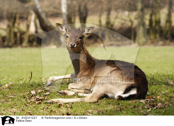 Damhirsch / Fallow Deer / AVD-01227