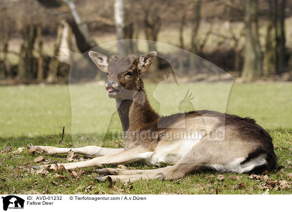Damhirsch / Fallow Deer / AVD-01232