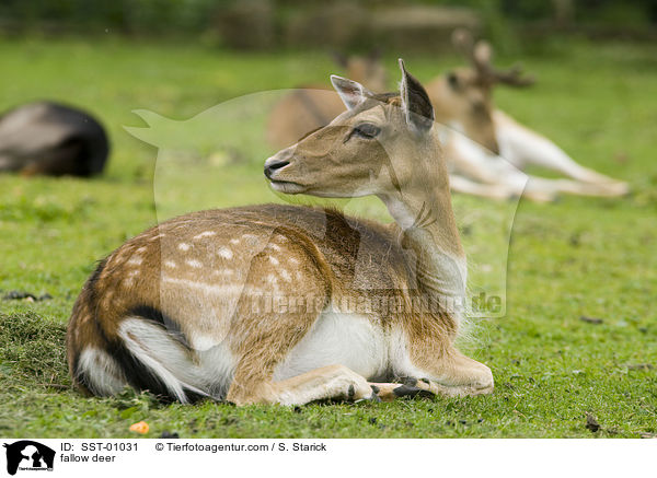 Damwild / fallow deer / SST-01031