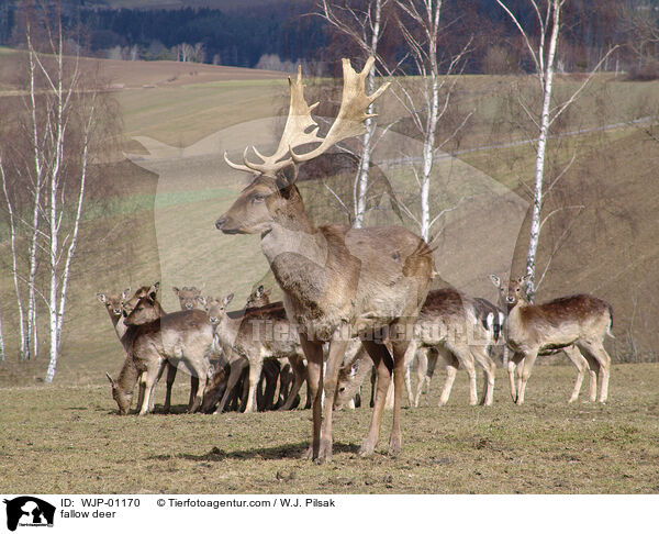 Damhirsch / fallow deer / WJP-01170