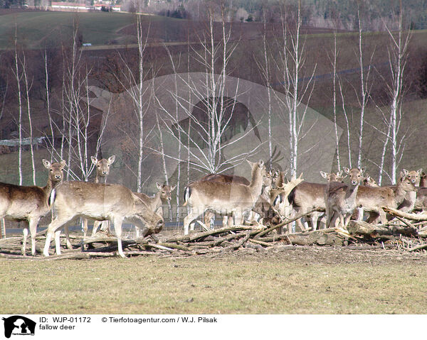 Damhirsch / fallow deer / WJP-01172