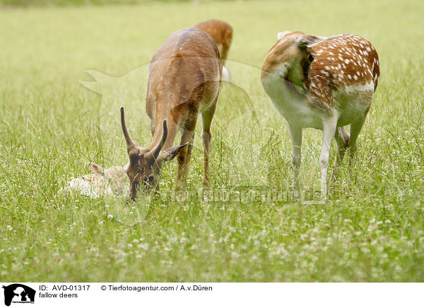 Damhirsche / fallow deers / AVD-01317